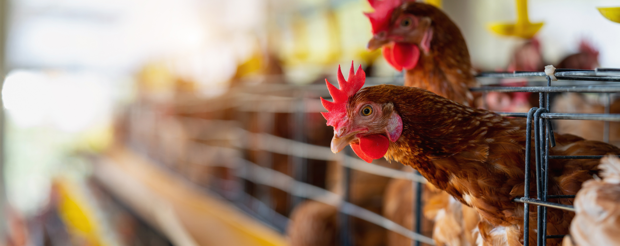 bamboovet Nơi tin cậy để thăm khám, chẩn đoán, điều trị cho vật nuôi