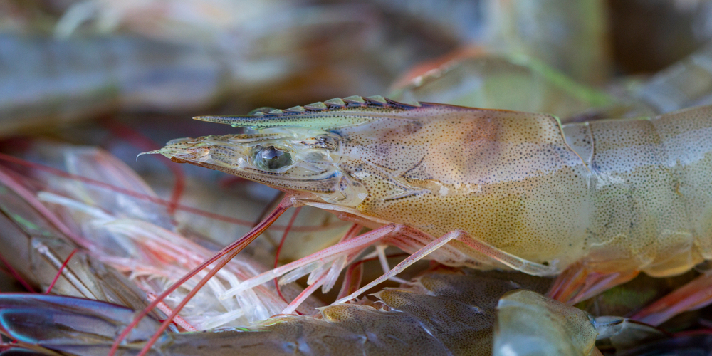 Cách nhận biết tôm bị thiếu khoáng và cách xử lý