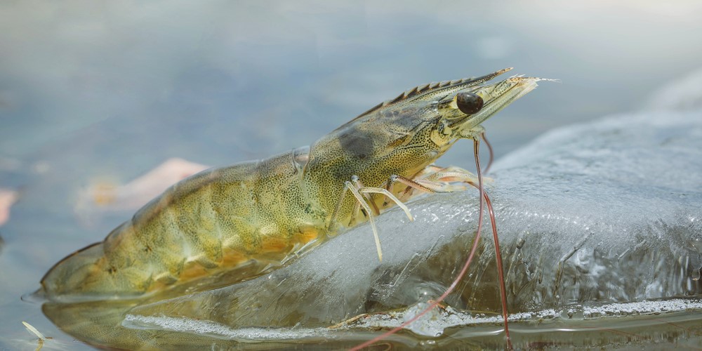 Cách nhận biết tôm bị thiếu khoáng và cách xử lý