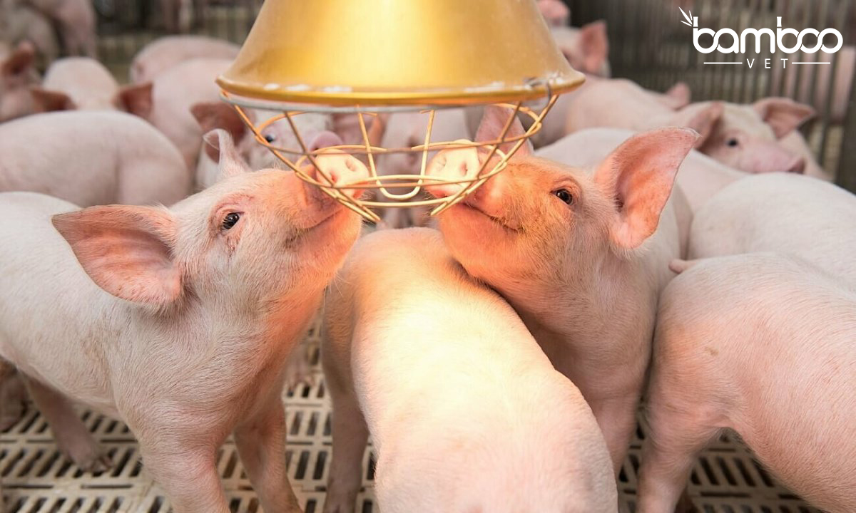 Hướng dẫn và chăm sóc cho lợn bị bệnh hồng lỵ