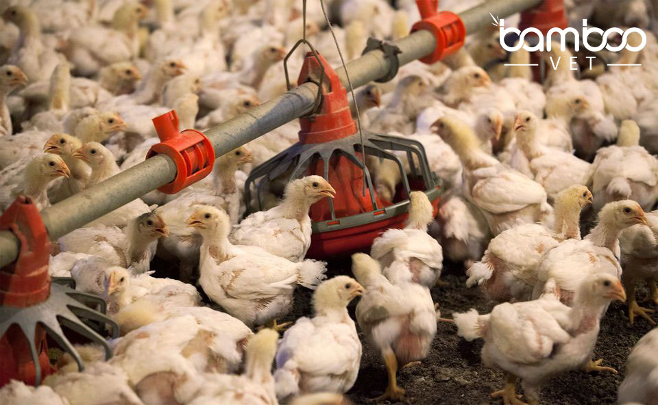 Phương pháp dùng vaccine cho gia cầm đúng cách