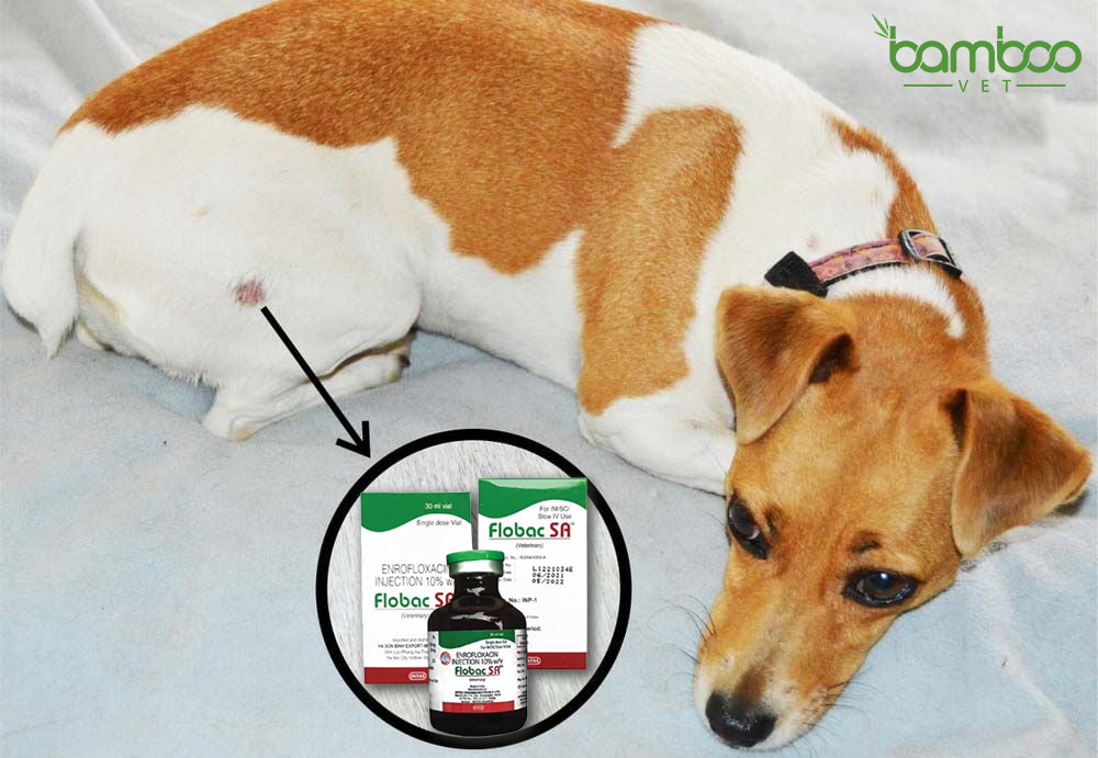 Nguyên nhân và cách điều trị bệnh viêm da ở chó hiệu quả nhất