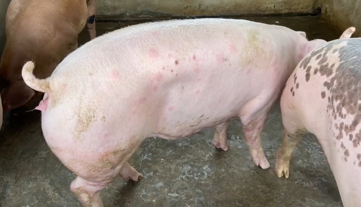 7 bệnh thường gặp ở lợn: Dấu hiệu, cách phòng tránh & hướng điều trị