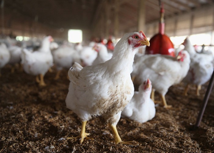 Chủ động giám sát cúm gia cầm: Nền tảng phòng chống dịch bệnh