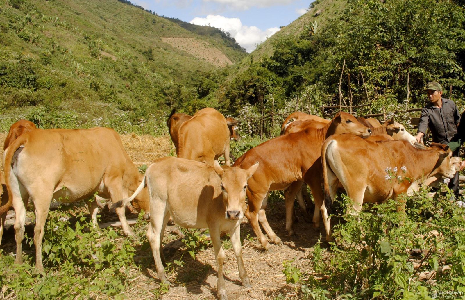 Bệnh viêm da nổi cục tại Trâu Bò đang lan rộng