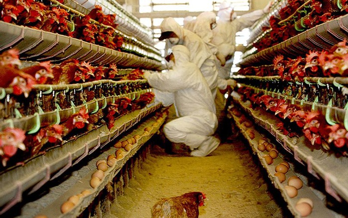 Chủ động giám sát cúm gia cầm: Nền tảng phòng chống dịch bệnh