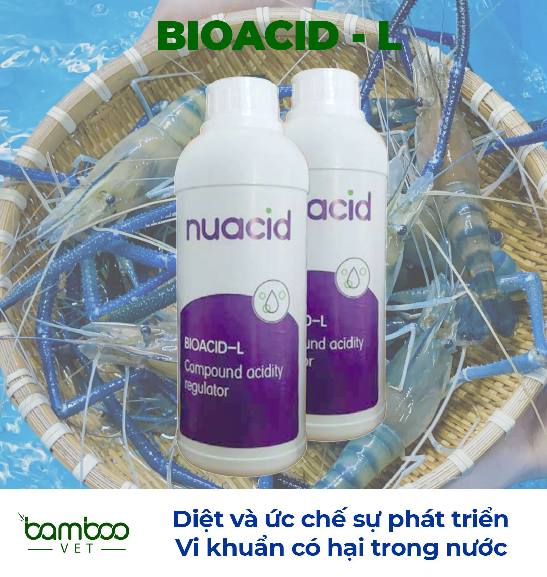 Kỹ thuật nuôi tôm càng xanh trong ao đất mang lại hiệu quả cao!