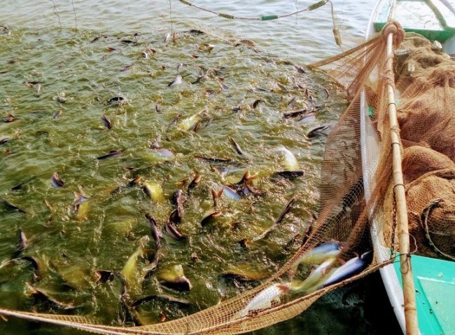 Lưu ý khi sử dụng men vi sinh trong chăn nuôi thủy sản 