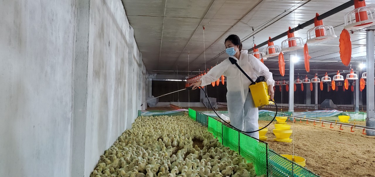 Phân loại các loại Vaccine phòng bệnh cho gia cầm