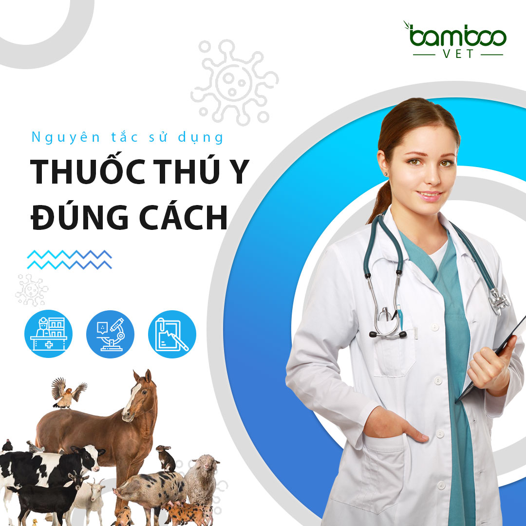 Nguyên tắc sử dụng thuốc thú y trong chăn nuôi đúng cách!
