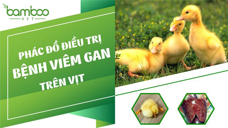 Viêm gan vịt triệu trứng và cách phòng ngừa