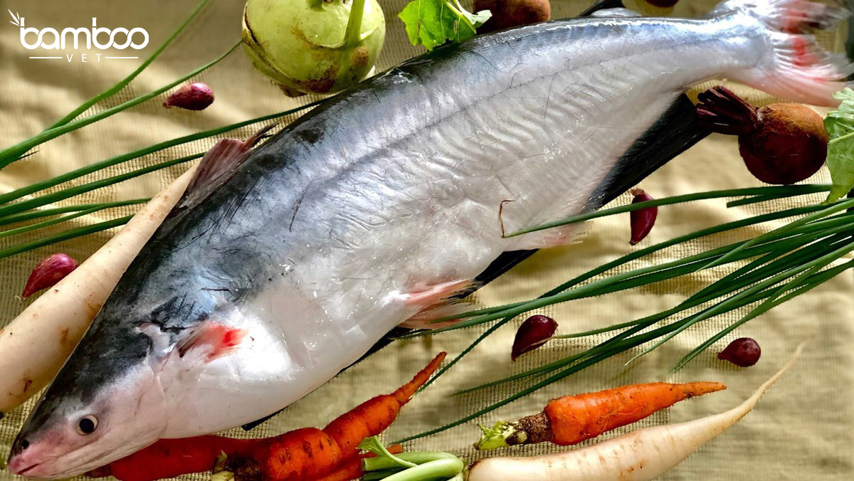 GIẢI PHÁP NÂNG CAO SỨC KHỎE VÀ TỶ LỆ SỐNG CHO CÁ TRA, CÁ ĐIÊU HỒNG TRONG MÙA NẮNG NÓNG