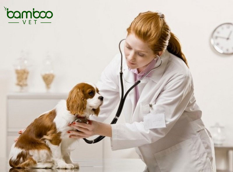 Bệnh amyloidosis tích tụ protein trong gan ở chó