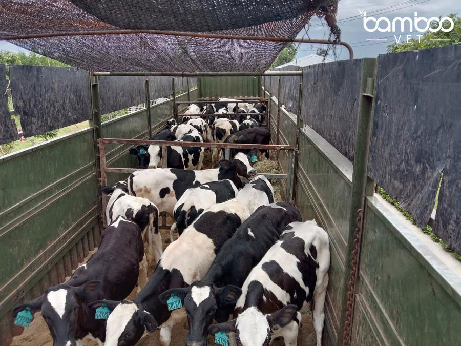 Kinh nghiệm chăm sóc gia cầm, gia súc trong thời điểm giao mùa