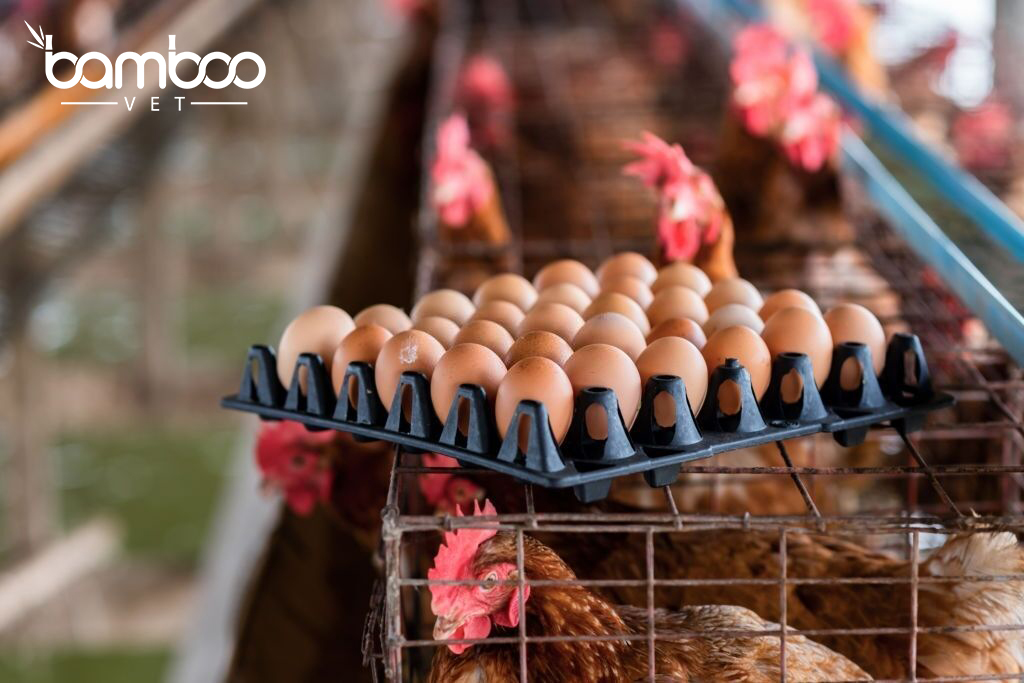 Top 9 lí do phổ biến khiến gà ngừng đẻ trứng 