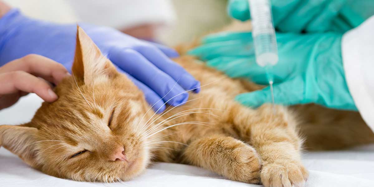 Các Bệnh Tiêu Hóa Mà Chó Mèo Thường Gặp Phải