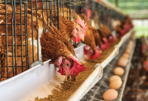 Tình trạng sử dụng thuốc tăng trọng trong chăn nuôi khiến nhiều người dùng lo ngại