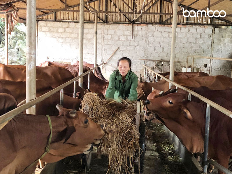 Cách đảm bảo an toàn đàn gia súc - gia cầm trong mùa mưa bão