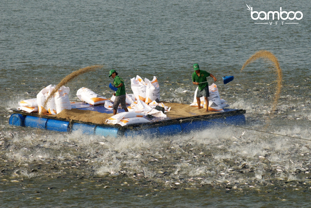 GIẢI PHÁP NÂNG CAO SỨC KHỎE VÀ TỶ LỆ SỐNG CHO CÁ TRA, CÁ ĐIÊU HỒNG TRONG MÙA NẮNG NÓNG