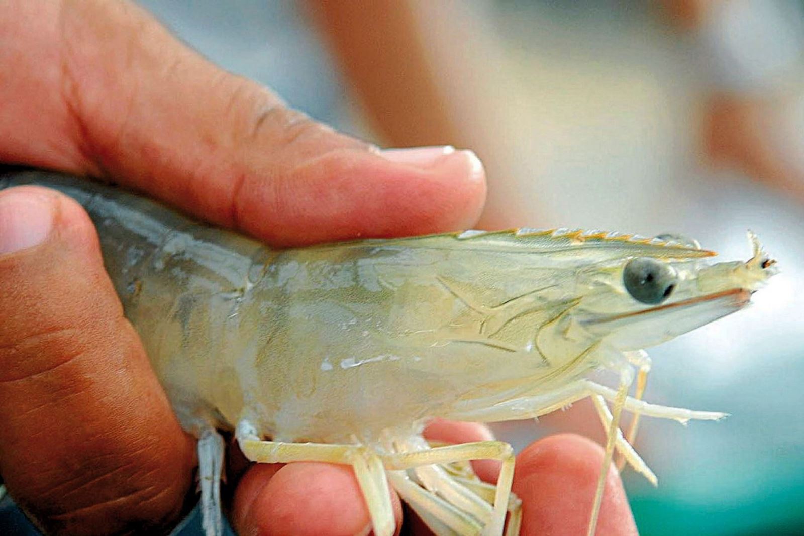 Các điều kiện sinh trưởng và dinh dưỡng tôm chân trắng