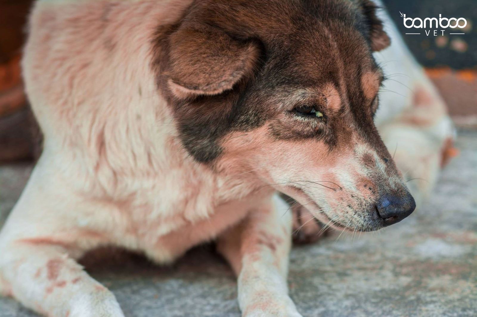 Bệnh amyloidosis tích tụ protein trong gan ở chó