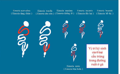 Bệnh cầu trùng ở gà – Cách phòng bệnh và điều trị kịp thời