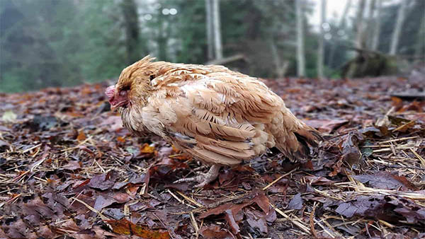 Bệnh cầu trùng ở gà – Cách phòng bệnh và điều trị kịp thời