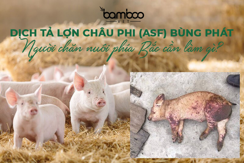 TRONG THỜI ĐIỂM DỊCH TẢ LỢN CHÂU PHI (ASF) BÙNG PHÁT Ở KHU VỰC PHÍA BẮC, NGƯỜI CHĂN NUÔI CẦN LÀM GÌ?