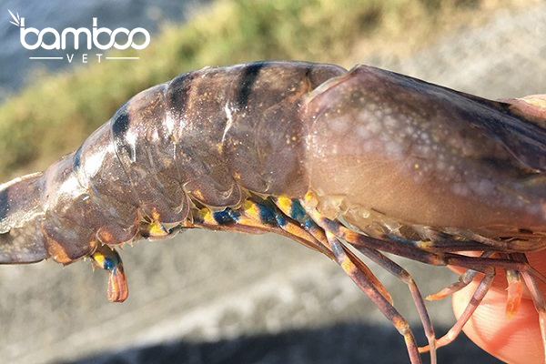 Giải pháp xử lý bệnh đốm trắng trên tôm hiệu quả