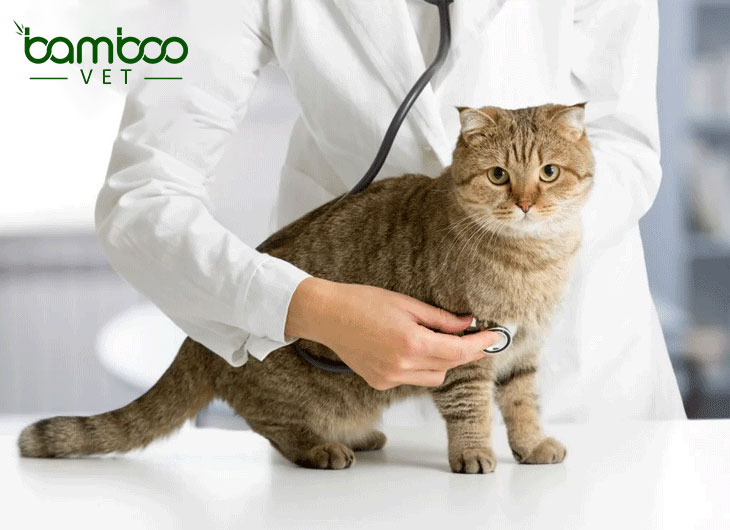 Bệnh amyloidosis tích tụ protein trong gan ở chó