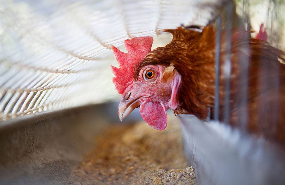 Cách bổ sung dinh dưỡng khoáng trong chăn nuôi gia cầm hiệu quả