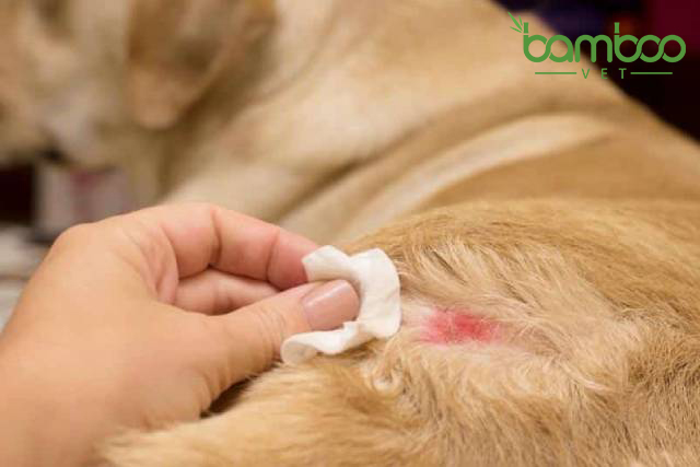 Nguyên nhân và cách điều trị bệnh viêm da ở chó hiệu quả nhất