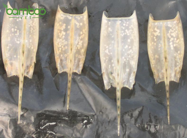 Giải pháp xử lý bệnh đốm trắng trên tôm hiệu quả