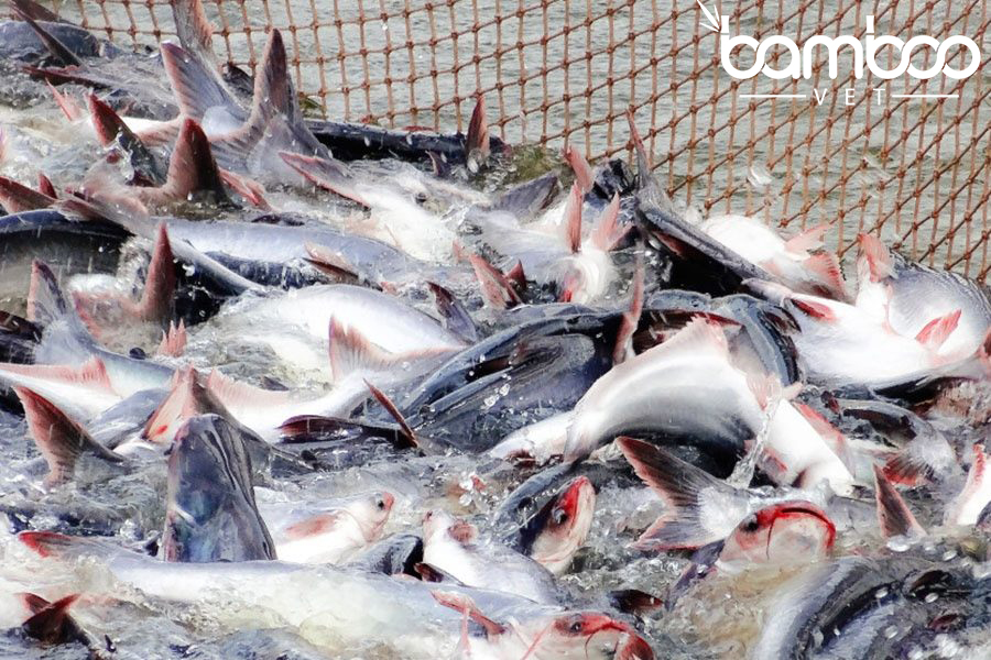 GIẢI PHÁP NÂNG CAO SỨC KHỎE VÀ TỶ LỆ SỐNG CHO CÁ TRA, CÁ ĐIÊU HỒNG TRONG MÙA NẮNG NÓNG