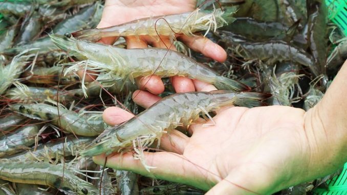 Những điều cần lưu ý khi thả giống tôm