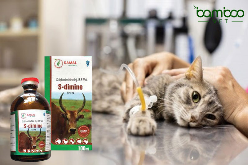 Bệnh amyloidosis tích tụ protein trong gan ở chó