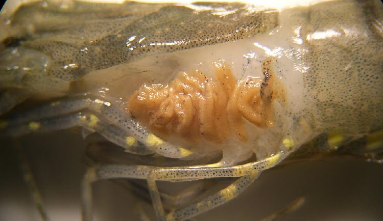 Cách phòng tránh bệnh đầu vàng ở tôm