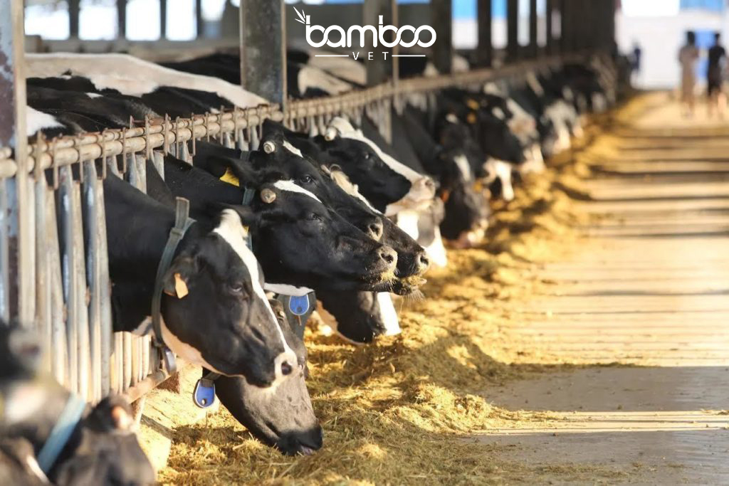 Cách điều trị bệnh tụ huyết trùng cho bò hiệu quả mà bà con chưa biết