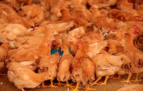 Bệnh Leukosis là gì? Tại sao lại có thể gây hại cho gà?