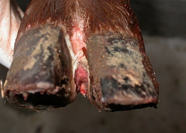 7 bệnh thường gặp ở lợn: Dấu hiệu, cách phòng tránh & hướng điều trị