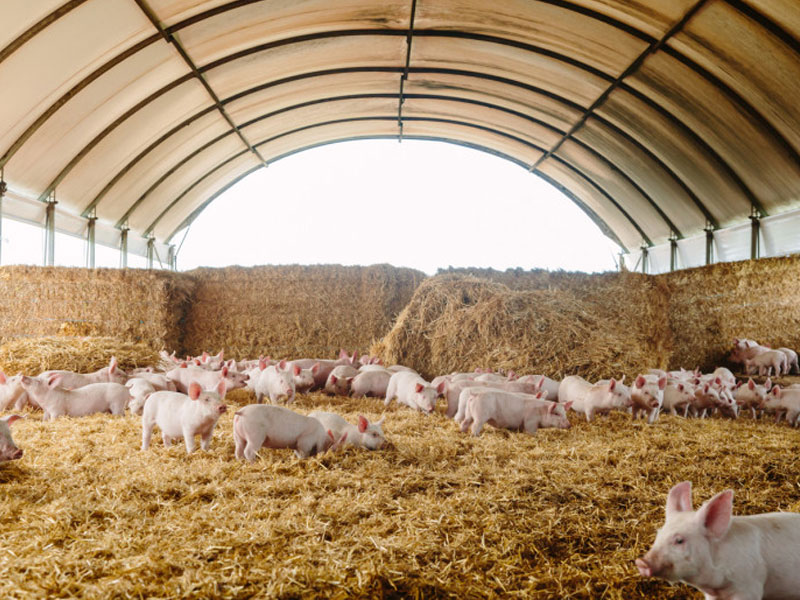 Chăn nuôi lợn tái đàn bằng chế phẩm vi sinh an toàn 