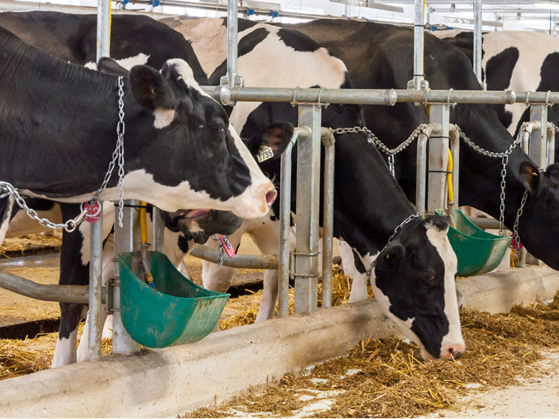 Chăn nuôi lợn tái đàn bằng chế phẩm vi sinh an toàn 