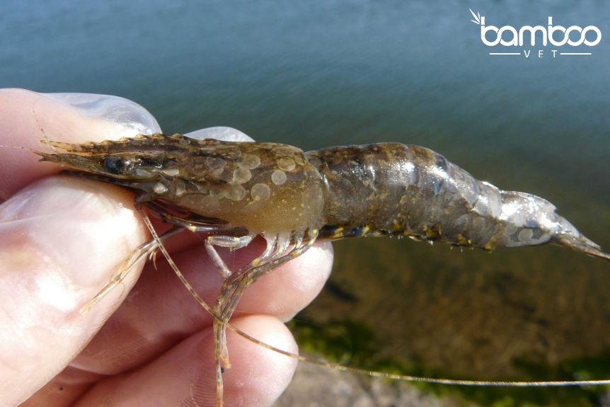 Giải pháp xử lý bệnh đốm trắng trên tôm hiệu quả