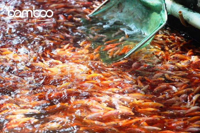 GIẢI PHÁP NÂNG CAO SỨC KHỎE VÀ TỶ LỆ SỐNG CHO CÁ TRA, CÁ ĐIÊU HỒNG TRONG MÙA NẮNG NÓNG