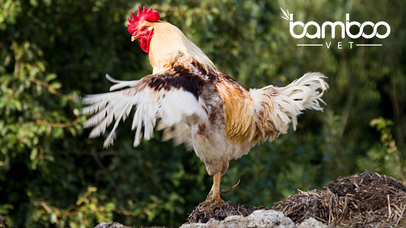 Top 9 lí do phổ biến khiến gà ngừng đẻ trứng 