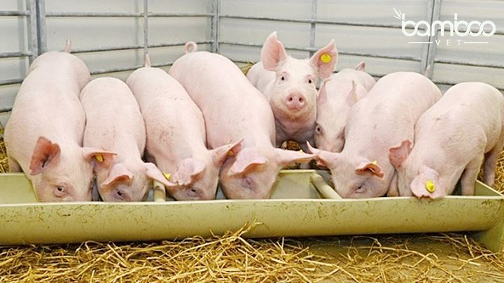 Hướng dẫn và chăm sóc cho lợn bị bệnh hồng lỵ