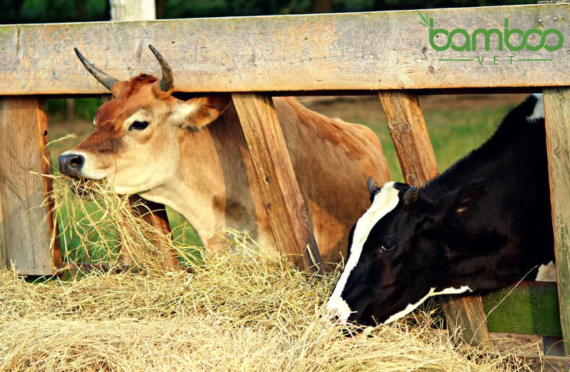 Cách điều trị bệnh tụ huyết trùng cho bò hiệu quả mà bà con chưa biết