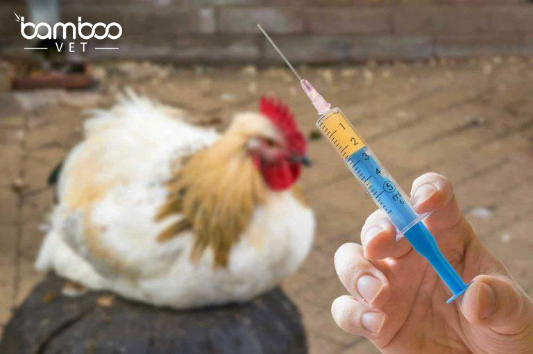 Tình trạng sử dụng thuốc tăng trọng trong chăn nuôi khiến nhiều người dùng lo ngại