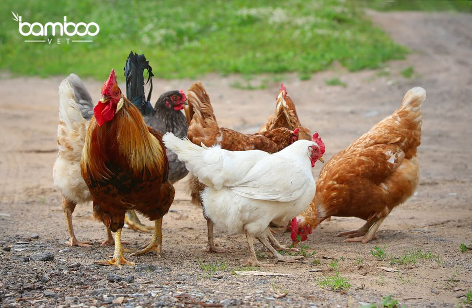 Kinh nghiệm vỗ béo gà vịt tăng cân hiệu quả