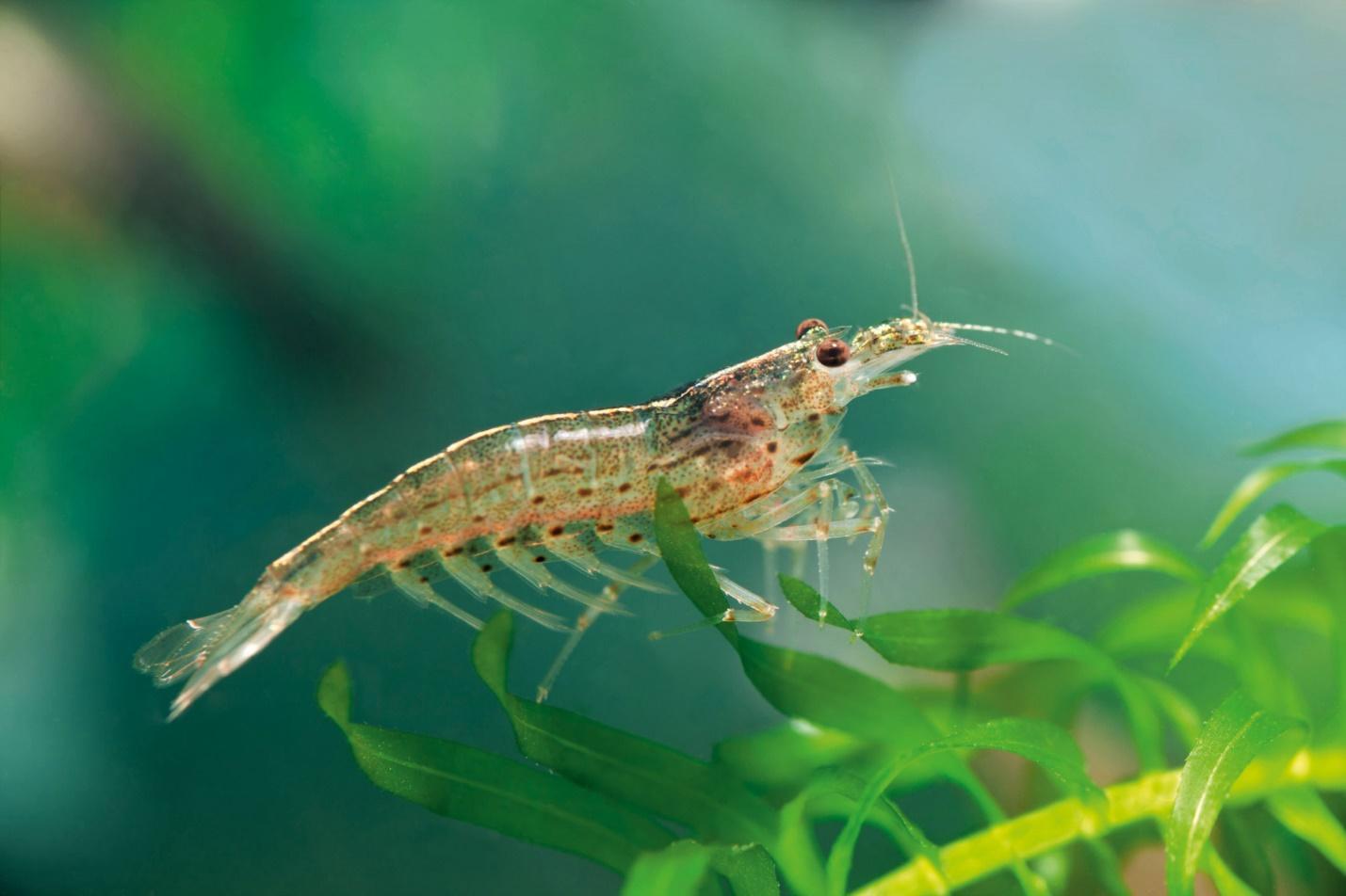 Các điều kiện sinh trưởng và dinh dưỡng tôm chân trắng